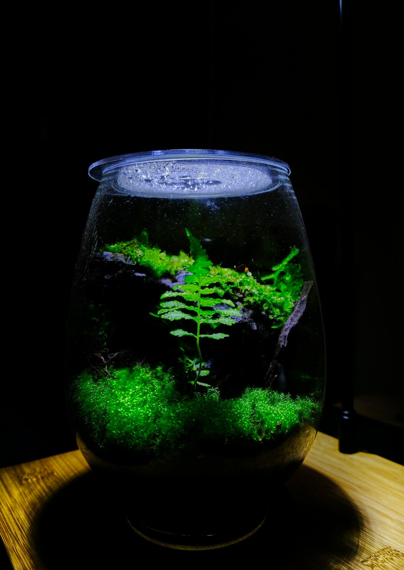 a fish bowl filled with water and plants
